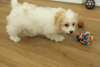 Theo, a male Cavachon for sale in Hickory, NC – Photo 3 of 10