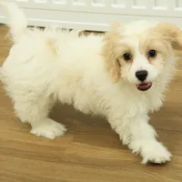 Theo, a male Cavachon for sale in Hickory, NC – Photo 5 of 10