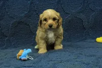 Sebastian F1B, a male Cavapoo for sale in Hickory, NC – 2 of 10