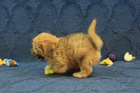 Skylar, a male Maltipoo for sale in Hickory, NC – 2 of 10