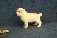 Grace, a female Poodle - Toy  for sale in Hickory, NC – 10 of 10