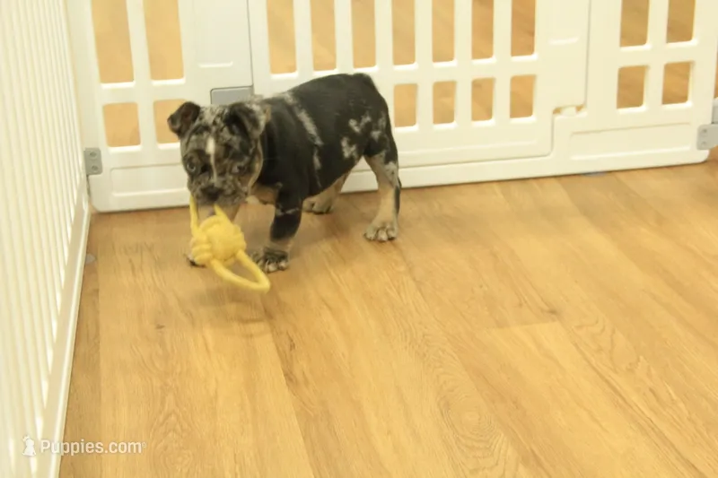 Rudy – French Bulldog puppy for sale in Hickory, NC