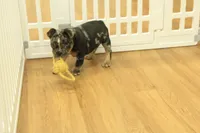 Rudy, a male French Bulldog for sale in Hickory, NC – 1 of 10