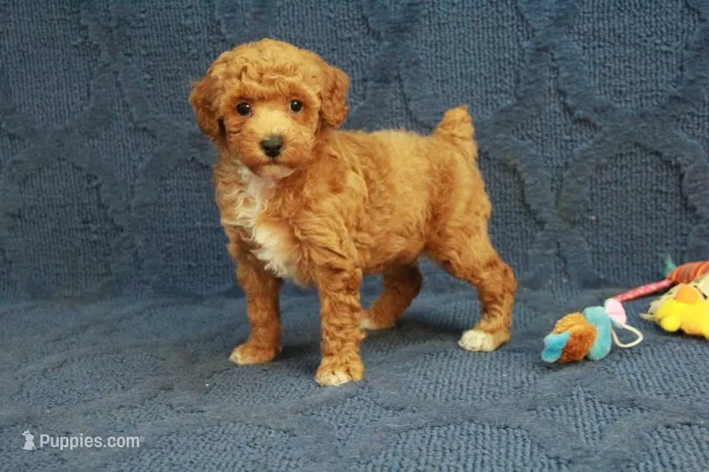 Glory – Poodle - Toy  puppy for sale in Hickory, NC