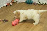 Milo, a male Cavachon for sale in Hickory, NC – 4 of 6