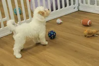 Violet F1B, a female Cavapoo and Poodle - Toy  for sale in Hickory, NC – 6 of 10