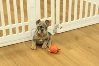 Raisin, a female French Bulldog for sale in Hickory, NC – 10 of 10