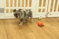 Raisin, a female French Bulldog for sale in Hickory, NC – 9 of 10