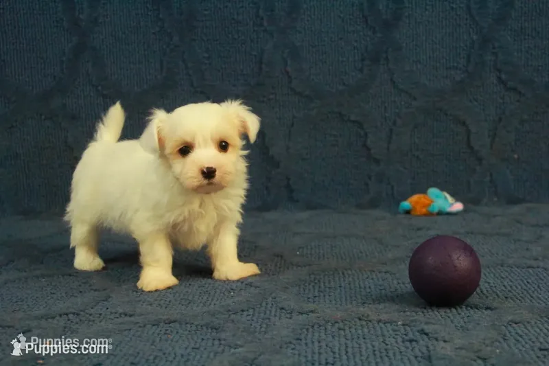 Casper, a male Maltipoo for sale in Hickory, NC – 1 of 10