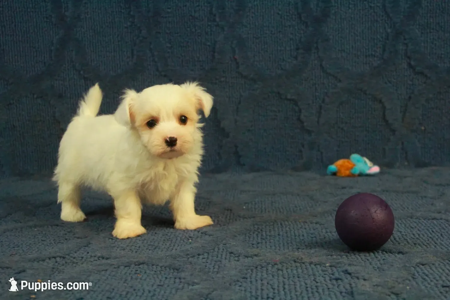 Casper, a male Maltipoo for sale in Hickory, NC – 1 of 10