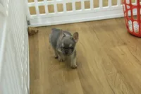 Fred, a male French Bulldog for sale in Hickory, NC – 6 of 8