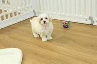 Cupcake, a female Bichon Frise and Maltipoo for sale in Hickory, NC – Photo 4 of 6