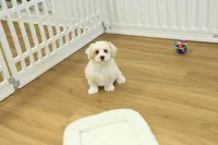 Cupcake, a female Bichon Frise and Maltipoo for sale in Hickory, NC – Photo 5 of 6