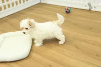 Cupcake, a female Bichon Frise and Maltipoo for sale in Hickory, NC – Photo 2 of 6