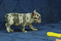 Vivian, a female French Bulldog for sale in Hickory, NC – 5 of 10