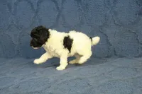 Gia, a female Poodle - Toy  for sale in Hickory, NC – 5 of 10