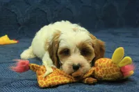 Freddy, a male Cavapoo for sale in Hickory, NC – 2 of 8
