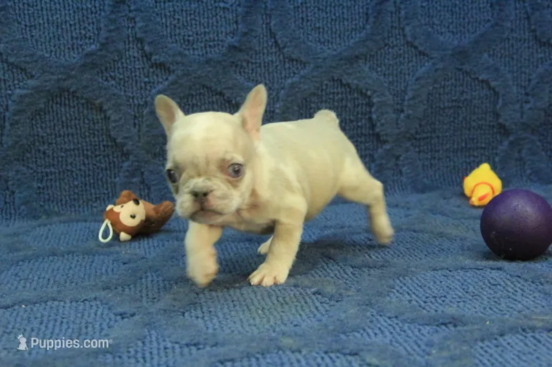 Alice – French Bulldog puppy for sale in Hickory, NC