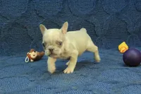 Alice, a female French Bulldog for sale in Hickory, NC – 1 of 10