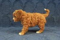 Patches, a male Cavapoo and Poodle - Toy  for sale in Hickory, NC – 4 of 10
