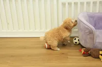 Gunner, a male Poodle - Toy  for sale in Hickory, NC – 9 of 10