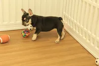 Wilma, a female French Bulldog for sale in Hickory, NC – 10 of 10