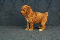 Glory, a female Poodle - Toy  for sale in Hickory, NC – 6 of 10