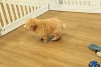 Gunner, a male Poodle - Toy  for sale in Hickory, NC – 9 of 10