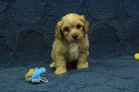 Sebastian F1B, a male Cavapoo for sale in Hickory, NC – 7 of 10