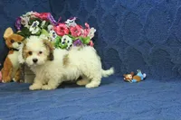 Rocky, a male Cavachon for sale in Hickory, NC – 6 of 10