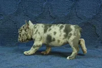 Vivian, a female French Bulldog for sale in Hickory, NC – 3 of 10