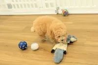 Gunner, a male Poodle - Toy  for sale in Hickory, NC – 4 of 10