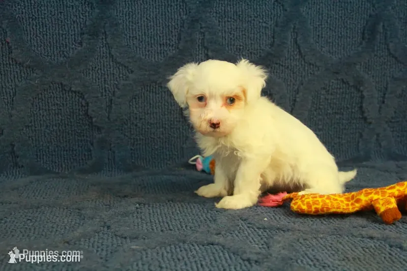 Cora – Maltipoo puppy for sale in Hickory, NC