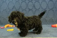 Oreo, a male Cavachon for sale in Hickory, NC – 8 of 10