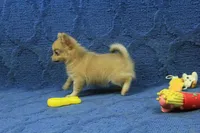 Beanie, a male Chihuahua for sale in Hickory, NC – 10 of 10