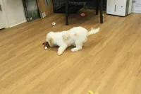 Sawyer Neutered, a male Cavapoo for sale in Hickory, NC – Photo 6 of 10