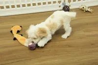 Sawyer, a male Cavapoo for sale in Hickory, NC – Photo 9 of 10