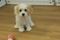 Sawyer, a male Cavapoo for sale in Hickory, NC – Photo 6 of 10