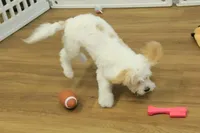 Sawyer, a male Cavapoo for sale in Hickory, NC – Photo 5 of 10