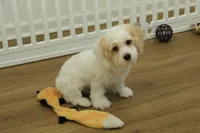 Sawyer, a male Cavapoo for sale in Hickory, NC – Photo 3 of 10