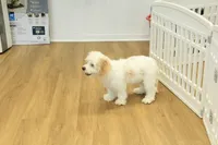 Sawyer Neutered, a male Cavapoo for sale in Hickory, NC – Photo 4 of 10