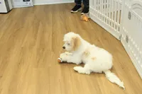 Sawyer Neutered, a male Cavapoo for sale in Hickory, NC – Photo 9 of 10