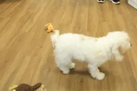 Sawyer Neutered, a male Cavapoo for sale in Hickory, NC – Photo 10 of 10