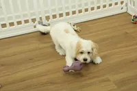 Sawyer, a male Cavapoo for sale in Hickory, NC – Photo 7 of 10