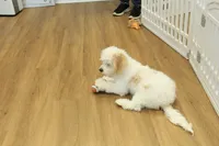 Sawyer Neutered, a male Cavapoo for sale in Hickory, NC – Photo 7 of 10