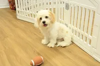 Sawyer Neutered, a male Cavapoo for sale in Hickory, NC – Photo 8 of 10