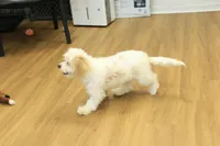 Sawyer Neutered, a male Cavapoo for sale in Hickory, NC – Photo 3 of 10