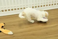 Sawyer, a male Cavapoo for sale in Hickory, NC – Photo 2 of 10