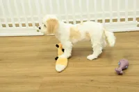 Sawyer, a male Cavapoo for sale in Hickory, NC – Photo 10 of 10