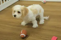 Sawyer, a male Cavapoo for sale in Hickory, NC – Photo 4 of 10